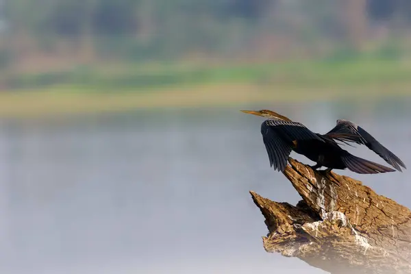 Oriental Darter Anhinga Melanogaster Burung Air Duduk Cabang Kering Permukaan Stok Gambar
