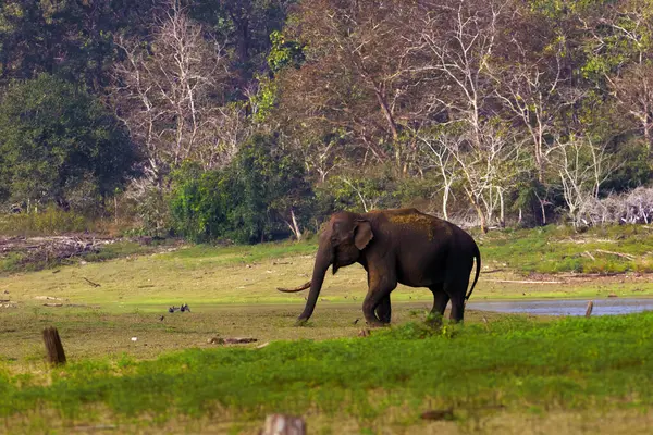 Indiai Elefánt Elephas Maximus Indicus Egy Nagy Agyaras Folyóparton Egy Jogdíjmentes Stock Képek