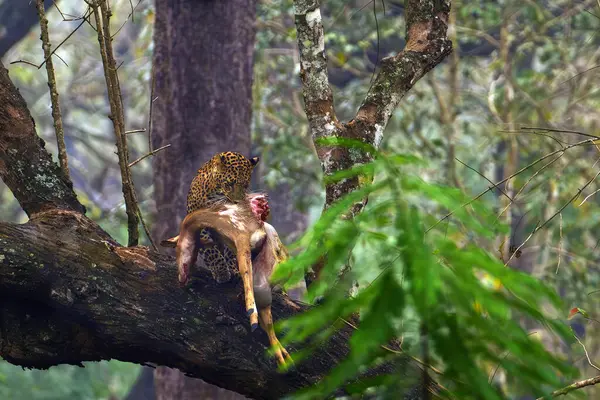 Macan Tutul India Panthera Pardus Fusca Seekor Jantan Besar Hutan Stok Foto