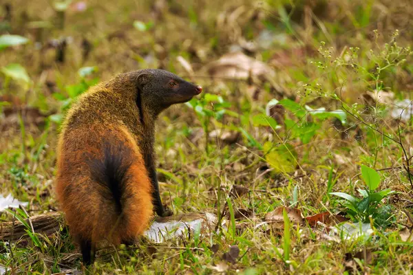 Luwak Berleher Belang Urva Vitticolla Lingkungan Alam Potret Musang India Stok Gambar Bebas Royalti