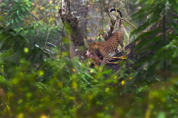 Leopardo Indiano Panthera Pardus Fusca Grande Macho Uma Floresta Tropical Imagens Royalty-Free