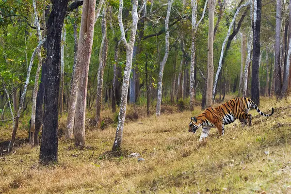 Бенгальский Тигр Индийский Тигр Panthera Tigris Tigris Тигрица Патрулирует Свою Стоковое Фото