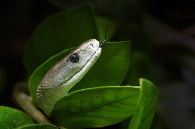 Kara mamba (Dendroaspis polylepis), koyu arkaplanlı yeşil bir portre. Dilini dışarı çıkarmış çok zehirli bir Afrika yılanının portresi.