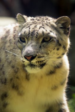 Kar leoparı (Panthera uncia), ara sıra ons olarak adlandırılan yetişkin bir dişinin portresi.