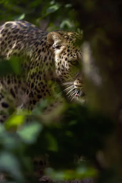 stock image Anatolian leopard (Panthera pardus tulliana), also called Persian leopard and Caucasian leopard, portrait of an adult female on a green background.