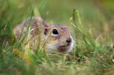 Toprak sincabı (Spermophilus citellus), Avrupa souslik olarak da bilinir, çimenlerde oturan bir kemirgen..