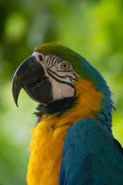 Mavi ve sarı papağan (Ara ararauna), ayrıca mavi ve altın papağan olarak da bilinir, yeşil arka planda bir portre..