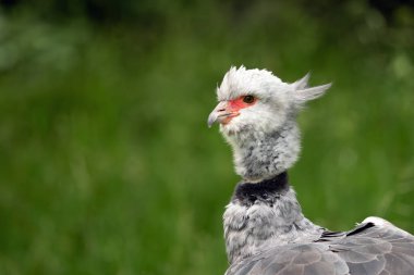 Güney screamer (Chauna torquata), yeşil arkaplanda bir portre.