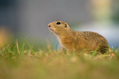 Avrupa yer sincabı (Spermophilus citellus), doğal ortamında küçük bir kemirgen olan Avrupa souslik olarak da bilinir..