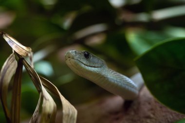 Kara mamba (Dendroaspis polylepis), koyu arkaplanlı yeşil bir portre. Çok zehirli bir Afrika yılanının portresi.,