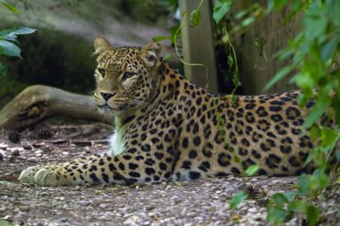Anadolu leoparı (Panthera pardus tulliana), İran leoparı ve Kafkas leoparı olarak da bilinir..