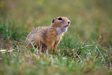 Avrupa yer sincabı (Spermophilus citellus), doğal ortamında küçük bir kemirgen olan Avrupa souslik olarak da bilinir..