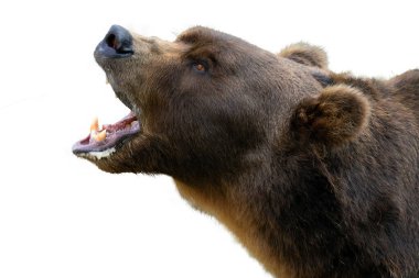 Kamçatka kahverengi ayısı (Ursus arctos beringianus), Uzak Doğu kahverengi ayısı olarak da bilinir, beyaz arka planda ağzı açık iri bir erkek portresi. İzole edilmiş büyük bir ayının portresi.