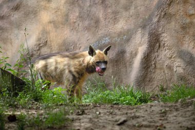 Çizgili sırtlan (Hyaena hyaena), dili dışarı fırlamış genç bir Arap sırtlanı..