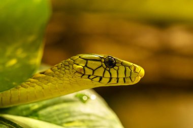 Batı yeşil mamba (Dendroaspis viridis), yeşil zehirli bir Afrika yılanının portresi. Çok tehlikeli ve zehirli bir yılan..