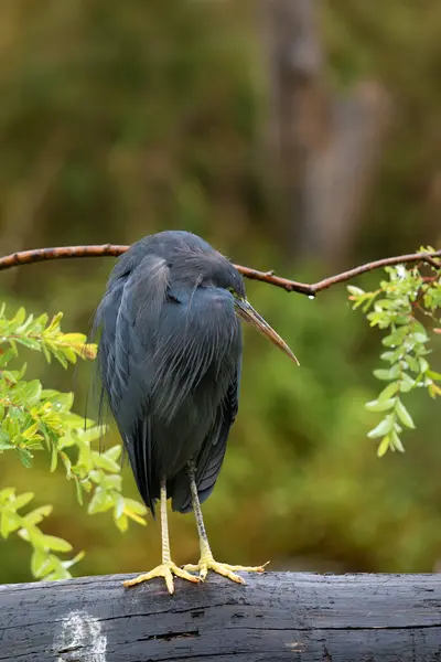 stock image The western reef heron (Egretta gularis), also called the western reef egret sitting on a massive fallen tree in the water in the rain. Lesser dark heron with green background.