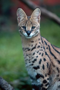 Serval (Leptailurus serval), yeşil çimenlerde yatan vahşi kedi. Küçük benekli Afrika kedisi çimlerde.