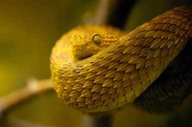 Atheris squamigera, green bush or variable bush viper, Hallowell's green tree viper, portrait of a poisonous African viper. clipart