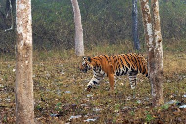 Bengal kaplanı ya da Hint kaplanı (Panthera tigris tigris), kaplan kendi bölgesinde devriye gezer. Vahşi doğadaki bir kedinin tipik davranışı. Hindistan 'da tipik bir tropikal orman manzarasında büyük bir kaplan..