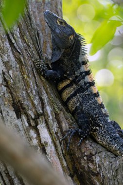 Ctenosaura similileri, genellikle siyah iguana ya da siyah dikenli iguana olarak bilinir, büyük bir erkek ağaç dalında oturuyor ve yeşil bir arka planı var..