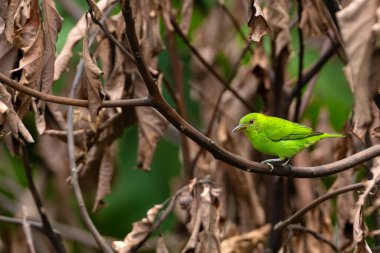 Green honeycreeper (Chlorophanes spiza) adult female sitting on a twig in natural habitat. Small green bird in dead leaves with green background. clipart