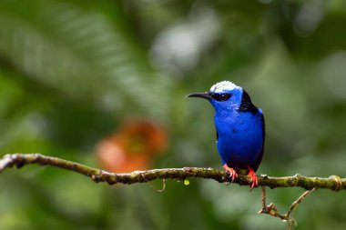Kırmızı bacaklı bal sürüngeni (Cyanerpes siyaneus) yeşil arka planı olan bir dal üzerinde oturan yetişkin erkek. Yeşil arka planda küçük, egzotik bir mavi kuş..