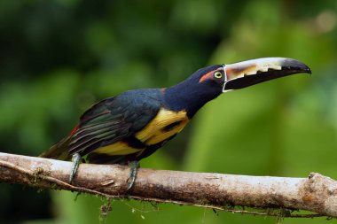 Yakalı Aracari (Pteroglossus torquatus) yiyecek arayan bir dalda oturuyor. Yeşil arkaplan ile renkli tukan.