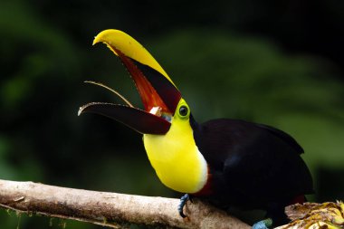 Yellow-throated toucan (Ramphastos ambiguus) or Chestnut-mandibled toucan, a large toucan with an open beak and an extended, barbed tongue. clipart