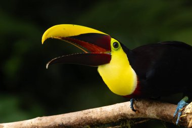 Sarı boğazlı tukan (Ramphastos ambiguus) veya Kestane çeneli tukan, açık gagalı büyük bir tukan.