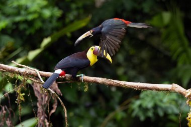 Sarı boğazlı tukan (Ramphastos ambiguus) veya kestane renkli tukan, bir dalda oturan büyük bir tukan, başka bir Toucan yakalı aracari (Pteroglossus torquatus) yanından geçer.