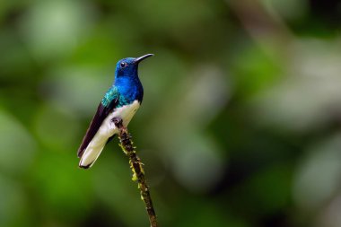 White-necked Jacobin (Florisuga mellivora), colorful hummingbird sitting on a branch with a green background. Typical hummingbird of Central and South America with a white tail. clipart