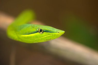 Oxybelis fulgidus, halk arasında yeşil sarmaşık yılanı ya da yassı ekmek yılanı olarak bilinir..