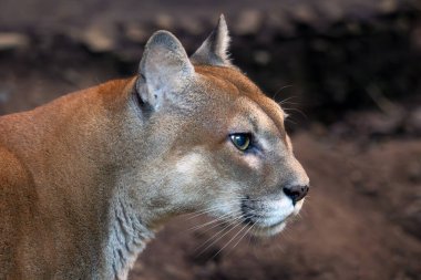 The cougar (Puma concolor), also known as the panther, mountain lion, catamount, and puma, is a large cat native to the Americas. clipart