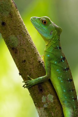 Plumed basilisk (Basiliscus plumifrons), ayrıca yeşil, çift ibikli basilisk olarak da adlandırılır..