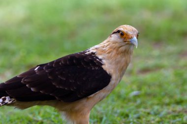 Sarı başlı caracara (Daptrius chimachima), yeşil arkaplanda bir portre.