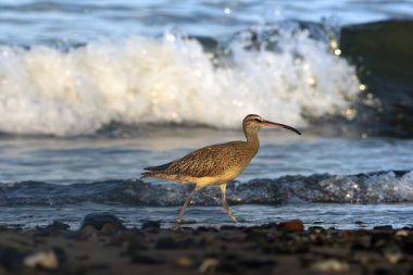 Eurasian or common whimbrel (Numenius phaeopus), also known as the white-rumped whimbrel, on the Pacific coast with a sea wave in the background. clipart