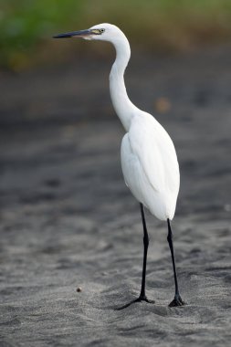 Kızıl balıkçıl (Egretta rufescens), balıkçılın beyaz morfini okyanusun kıyısındaki kumlu bir sahilde duruyor..
