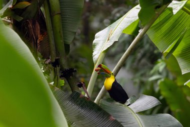 Yellow-throated toucan (Ramphastos ambiguus) or Chestnut-mandibled toucan, a large toucan sitting among banana trees with fruit in its beak. A typical sight when traveling through Central America. clipart