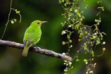 Yeşil bal sürüngeni (Chlorophanes spiza) doğal ortamdaki bir dal üzerinde oturan yetişkin bir dişi. Yeşil arka planı olan küçük yeşil kuş..