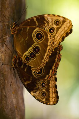Ağaç gövdesinde oturan Caligo Memnon. Yeşil arka planı olan iki büyük kelebek..