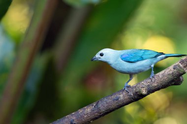 Mavi-gri tanager (Thraupis piskoposluk) yeşil arka planı olan bir dalda oturmaktadır. Yeşil arka planda mavi kuş.
