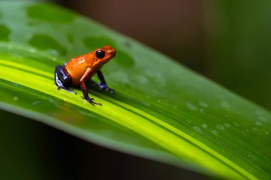 Çilek zehirli kurbağası, çilek zehirli dart kurbağası veya mavi kot pantolonlu zehirli kurbağa, Oophaga pumilio, eski adıyla Dendrobates pumilio tropikal yağmur ormanlarında yeşil bir yaprağın üzerinde oturuyor..