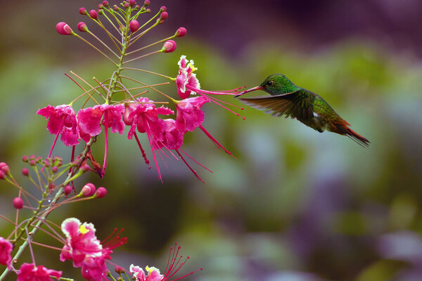 Рыжехвостая колибри (Amazilia tzacatl) питается фиолетовым цветком с очень красочным фоном цветущих тропических лесов. Рыжехвостый колибри в полёте.