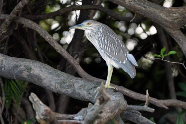 Siyah taçlı gece balıkçıl (Nycticorax nycticorax) bir mangrov ormanında bir dalda oturan alt şahıs.