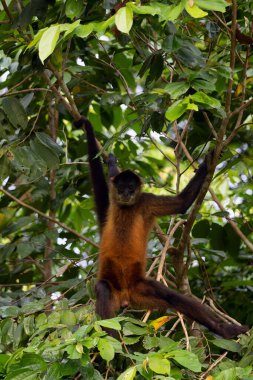 Geoffroy 'un örümcek maymunu (Ateles geoffroyi), Orta Amerika' da bir yağmur ormanının yüksek dallarında oturan siyah elli örümcek maymunu olarak da bilinir..