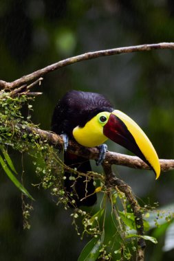 Sarı boğazlı tukan (Ramphastos ambiguus) veya kestane renkli tukan, yağmurda bir dalın üzerinde oturan büyük bir tukan. Orta Amerika 'da seyahat ederken tipik bir manzara..