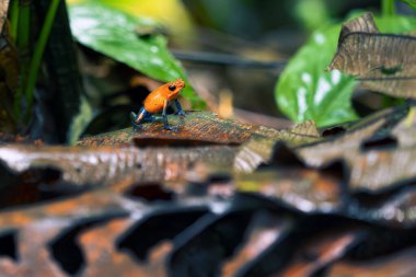 The strawberry poison frog, strawberry poison-dart frog or blue jeans poison frog, Oophaga pumilio, formerly Dendrobates pumilio sitting on a typical brown ground of a tropical rainforest. clipart