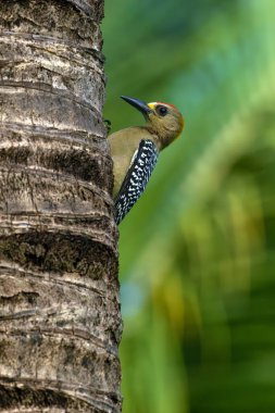 Hoffmann's woodpecker (Melanerpes hoffmannii) sitting on the branch. A colorful woodpecker from tropical forests. clipart