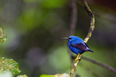 Shining honeycreeper (Cyanerpes lucidus), adult male sitting on a twig with green background. Exotic blue bird on green background. clipart