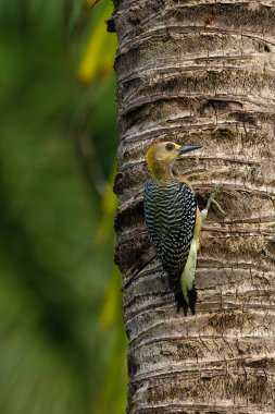 Hoffmann 'ın ağaçkakanı (Melanerpes hoffmannii) erkek..